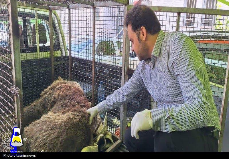 شکار و قطع نخاع خرس قهوهای در سیسخت