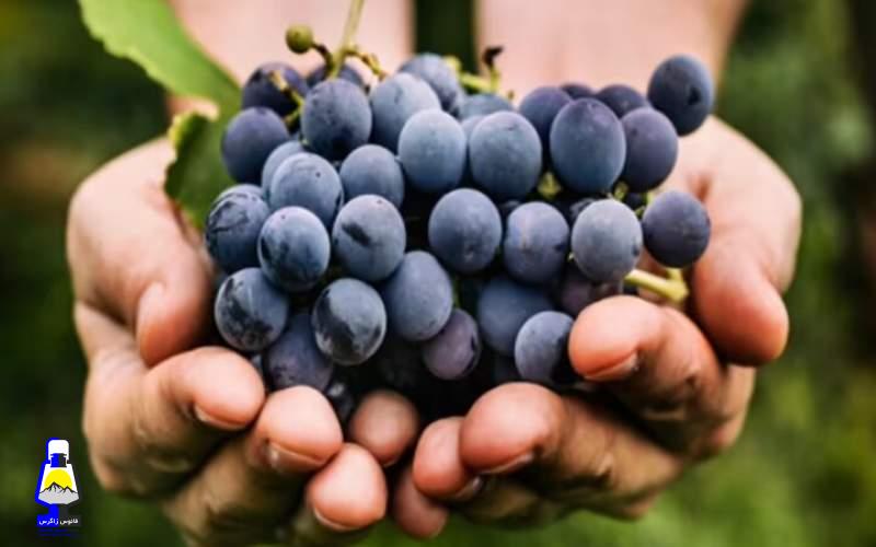 خواص انگور سیاه برای قلب و مغز