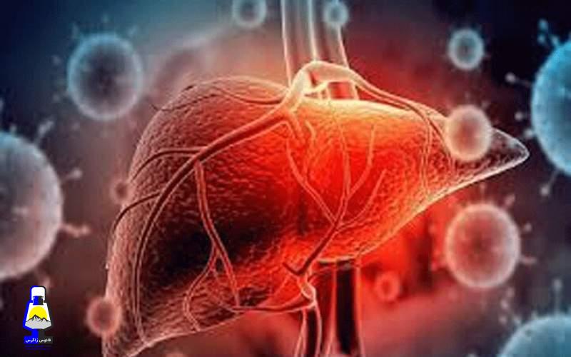 مصرف تخم مرغ سبب بهبود عملکردکبد می‌شود