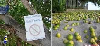 از درخت مانچینل چه میدانید ؟