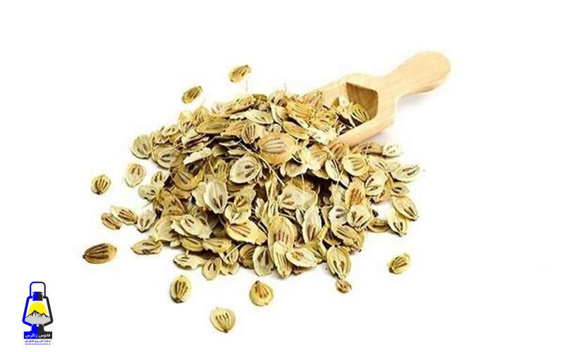 این گیاه معطر کبدتان را پاکسازی می‌کند
