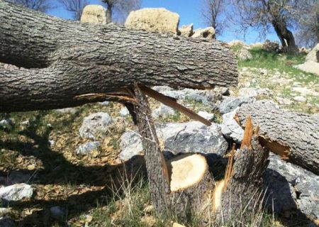 فریاد خاموش جنگل‌های شهرستان باشت به گوش چه کسانی می‌رسد؟