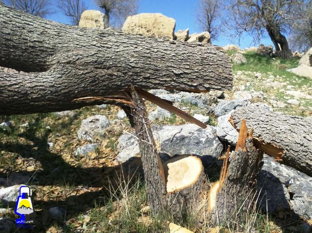 فریاد خاموش جنگل‌های شهرستان باشت به گوش چه کسانی می‌رسد؟