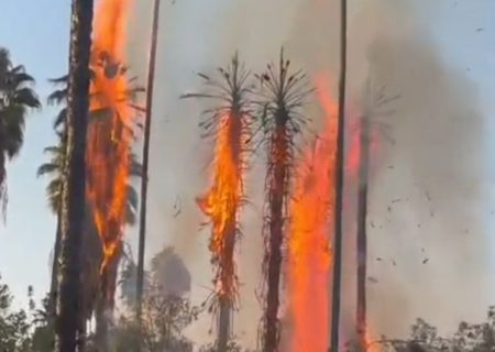 آتش سوزی در باغ تاریخی چشمه بلقیس چرام و واکنش عجیب مسولان چرام به این اتفاق تلخ