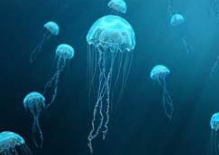 شباهت جالب روتین خواب عروس دریایی‌ و انسان