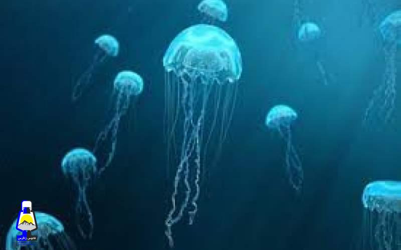 شباهت جالب روتین خواب عروس دریایی و انسان