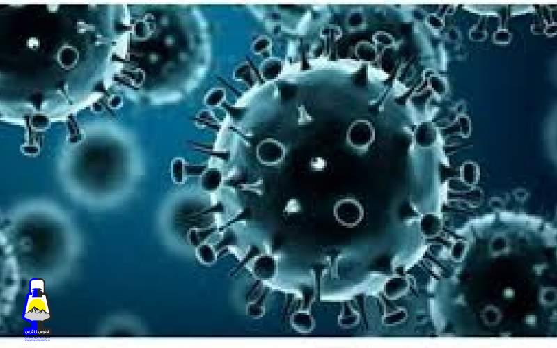 همه چیز درباره درباره ویروس خطرناک نیپا