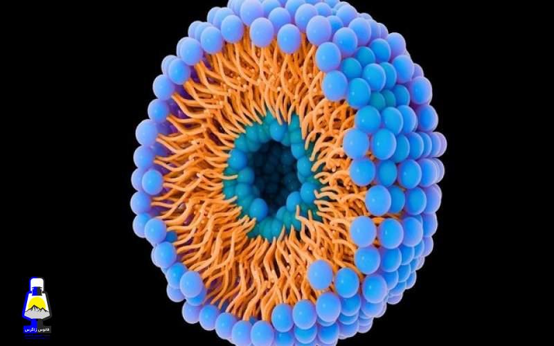 کمک حبابها به سرطان برای حمله و توقف