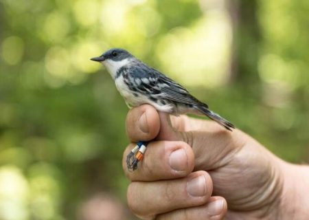 شناسایی پرندگان تنها از روی صدا 